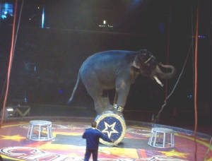 elephantshow.jpg